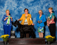 Giant Schnauzers #80 Fri BiS Gagne Olga Judge Mrs Rita Holloway