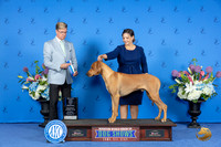 Rhodesian Ridgeback #27 SAT WD BOW M Judge Douglas Johnson
