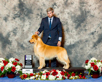 Golden Retriever#75 Thurs RWD Harden Dennis Patrick and Thompson Caldwel Agent Christopher Keith