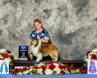 Shetland Sheepdog #54 Fri BOW Willard Vickey & Nancy L Keen Judge Mrs Keke Kahn