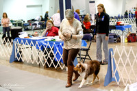 Miniature American Shepherd #108 Sat Opn A Ring Jo Tucker