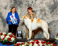 Borzois #25 Fri Maj BOW Lucia Margaret Judge Mrs Sari Brewster Tietjen