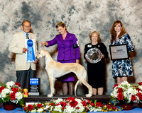 Saluki #6 Thus G1 Ackerman Lyndell Agent Emma Marshall Judge Dr Robert Indeglia