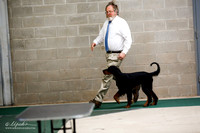 Gordon Setter Sat S2 Ring