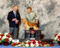 Cocker Spaniel Ascob #6 Sun BOS Dooley Sharon Agnet Joe Payne Judge Harry Butch Schulman