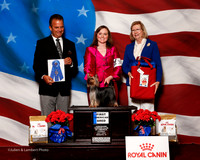 #38 Thurs 1st Am Bred Shute Michele and Kathy Lynch Judge George Milutinovich