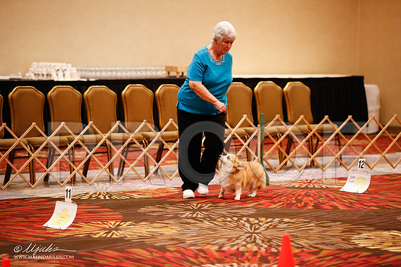 _JJ_7595-HstnCorgiFeb2015-HR3