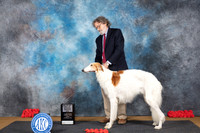 Borzoi #5 Sun WDBOWM Judge Pat Trotter