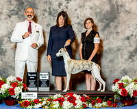 Whippet #27 Sat SD Maj Martin Lisa & Richard Judge Dr Kenneth H Levison