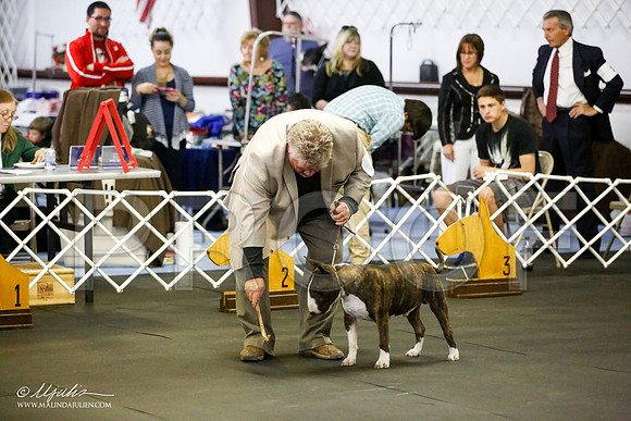 _JJ_0594-BullTerrierAzilApr2016-HR3