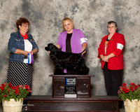 Cocker Spaniel Black #9 Sun Maj BOW Pillow Janice Judge Joann Stamm