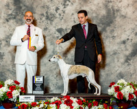 Whippet #25 Sat BOB Laws Bruce & Cynthia Laws & L Lawrence & L Wilson Judge Dr Kenneth H Levison