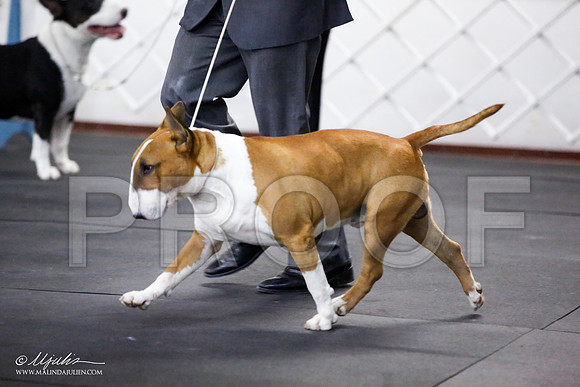 _JJ_4083-BullTerrierAzilApr2016-HR3