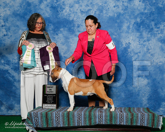 _R1_9365-2-BullTerrierAzilApr2016-HR3