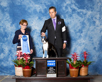 Boston Terrier #11 Sun G1 Saberton Sharon Judge Sharon Derrick