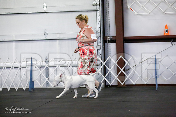 _JJ_1622-BullTerrierAzilApr2016-HR3