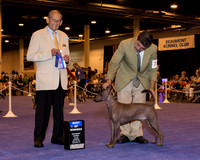 Xoloitzcuintli #7 Sat BOW Roman Henry Agent David Osuna Judge Dr Robert A lndeglia