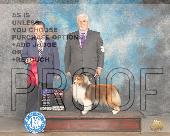 Shetland Sheepdog #22 Thur BOBOHBOB Judge Del Richards__JP_0020e_Midland2024_HR3