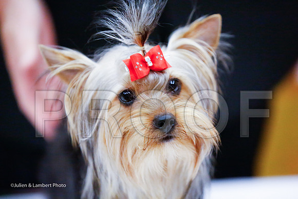 _JJ_6667-YorkieNatJul2016-HR