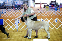 Mastiff #6 Lambden Jennifer Dolly more Susan Wheeler Agent Holly Leftwich Sat Ring
