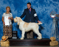 Spinoni Italiani #5 Thrs G4 Faeth Mary Gwen Faeth Judge Mrs Patricia A Hess