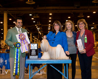 Lhasa Apso #7 Wed Best in Sweeps Hamilton Holibaugh Xeralane Prato Takamoto Agent Tonia Holibaugh Judge Joao Machado