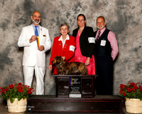 Dachshund Longhaired #9 Sat BOV Bukacek Jody and Andrea Sletten adn Audrey Nash Judge Kenneth H Levison