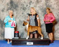 Boxer #56 Wed BOS Maj Mallory Brenda Judge Mrs Keke Kahn