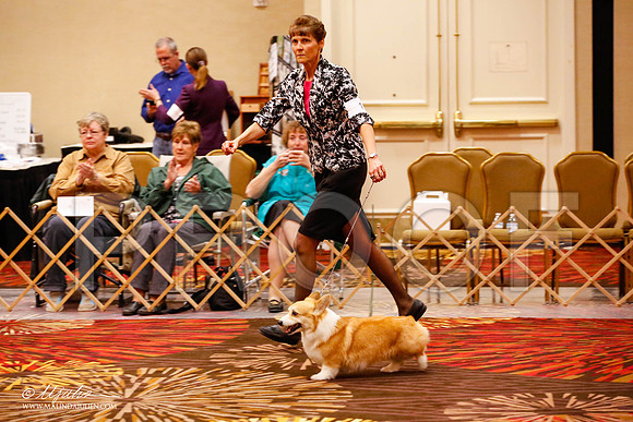_JJ_9221-HstnCorgiFeb2015-HR3