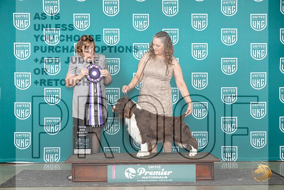English Springer Spaniel #439 Sat TDBIS Judge Lori Sargent__JP_2793_Premier_2024_HR3