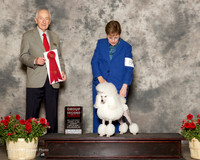 Poodle Miniature #8 Sun G2 Neal joann Judge Roger Hartinger