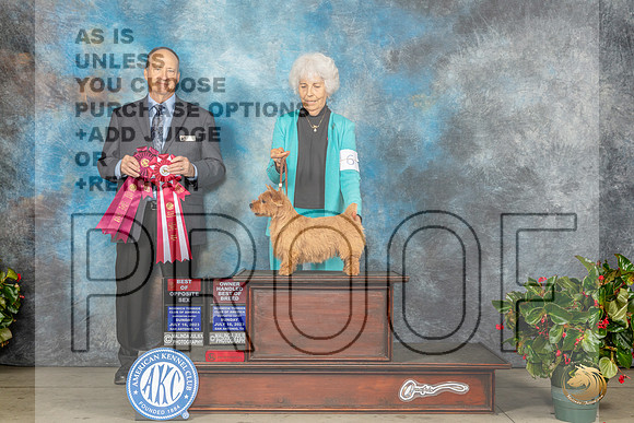 Norwich Terrier #6 Fri BOSOHBOB Judge Jay RichardsonMJP_7781_SA2023_HR3