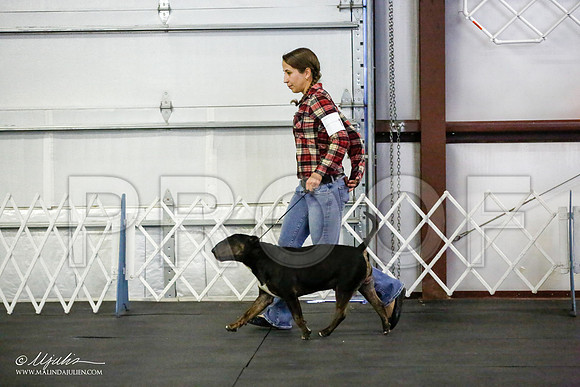 _JJ_2672-BullTerrierAzilApr2016-HR3