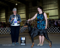 Doberman Pinscher #21 Fri Maj BOW Claggett Ashlee and Susan and Charles B Great Dane #15 Fri BOB Kerr Julia and Chris Judge Anne Katona