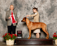 Rhodesian Ridgeback #25 Sun G2 Chastain Shawna and Ashli Warren Judge Roger Hartinger