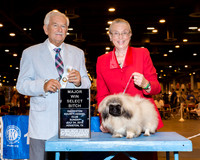 Pekingese #10 Sun SB Maj Skinner Colleen & Roma Skinner Judge Mr Norman L Patton