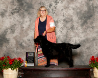Labrador Retriever #10 Sat BOB Dunse Dayna and Carolyn Knudsen