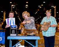 Dachshund Smooth #10 Wed BOW Forrester Donna and Marie Dorris Judge Peggy Lloyd