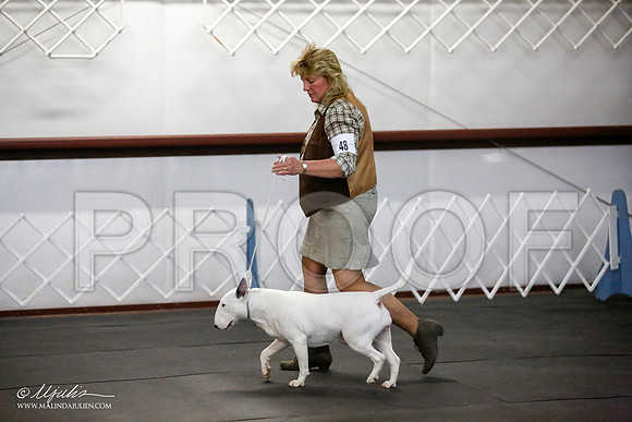 _JJ_3538-BullTerrierAzilApr2016-HR3