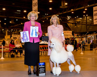 Poodle Standard #22 BOV Thrs Whitley Saundra & Elizabeth Brown Judge Mrs Vicki L Abbott