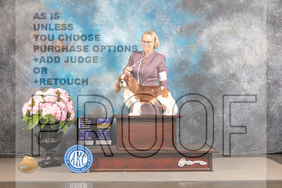 Cavalier King Charles Spaniel #7 FRI WD BW BOB NCH Major Judge?_MJ_5674_Houston_2022_HR3