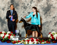Doberman Pinscher #12 Sun WB Troyer Nancy & Ashlee Claggett Judge Dr Carl L Pew