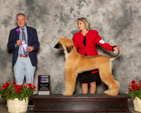 Afghan Hound #9 Sun WD Feedack Pat Judge Desmond Murphy