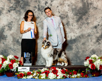 Shetland Sheepdog #35 Sat NC Maj BOW Lambert Corey and Patricia Dody Judge Gail Miller Bisher