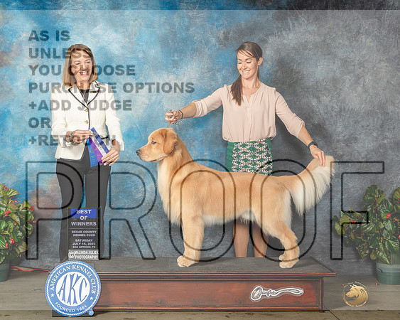 Golden Retriever #37 Sat BOW Judge Lee Whittier-MJP_8838e_SA2023-HR3