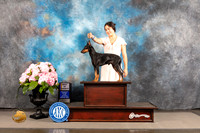 Manchester Terrier Standard #11 SAT BOV Judge Joe Walton