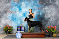Beauceron #6 Fri WBBOB Judge Paul F Willhauck