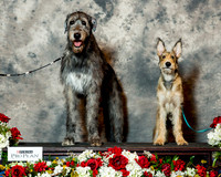 Irish Wolfhound & Berger Picard Sat CUSTOM Carolynn Cobb