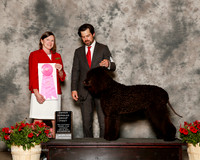 Poodle Standard #5 Sat OH G1 Talkington Sue and Elizabeth Brown Agent Elizabeth Brown Judge Kathleen Egeland Brock