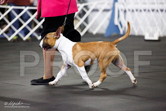 _JJ_2162-BullTerrierAzilApr2016-HR3